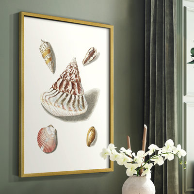 Pastel Knorr Shells VII Framed Print - Solid Wood