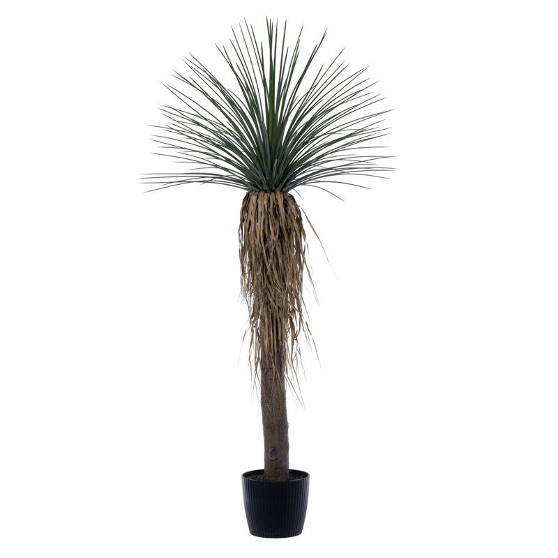  72 po plante verte en pot Nolina, 72"