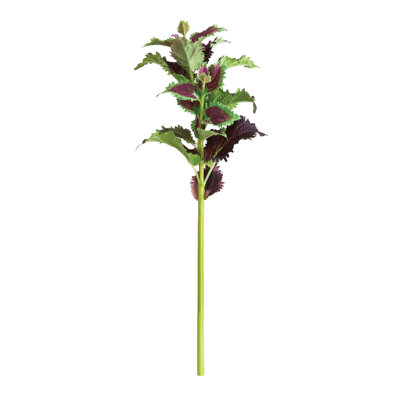 22-Inch Coleus Stem