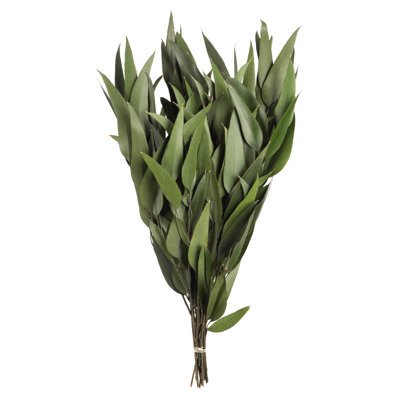 18'' Plant