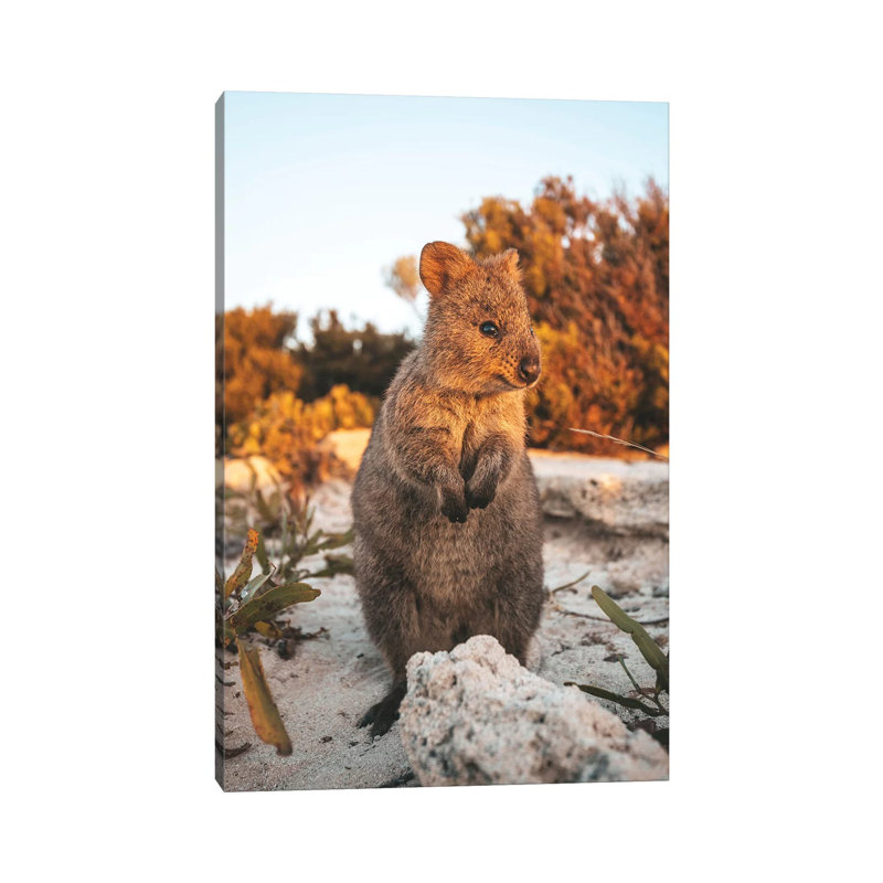 Sunset Quokka On Rottnest Island 1 Piece Wrapped Canvas Wall Art, 45.72cm H x 30.48cm W