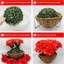 27cm Plant-908388980