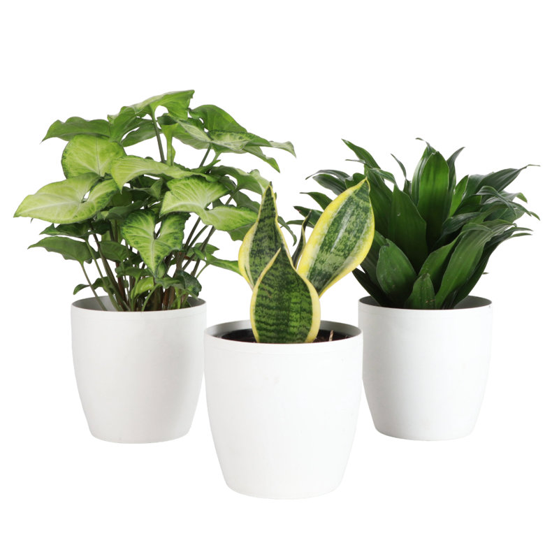 Live Low Light Houseplant Set, White