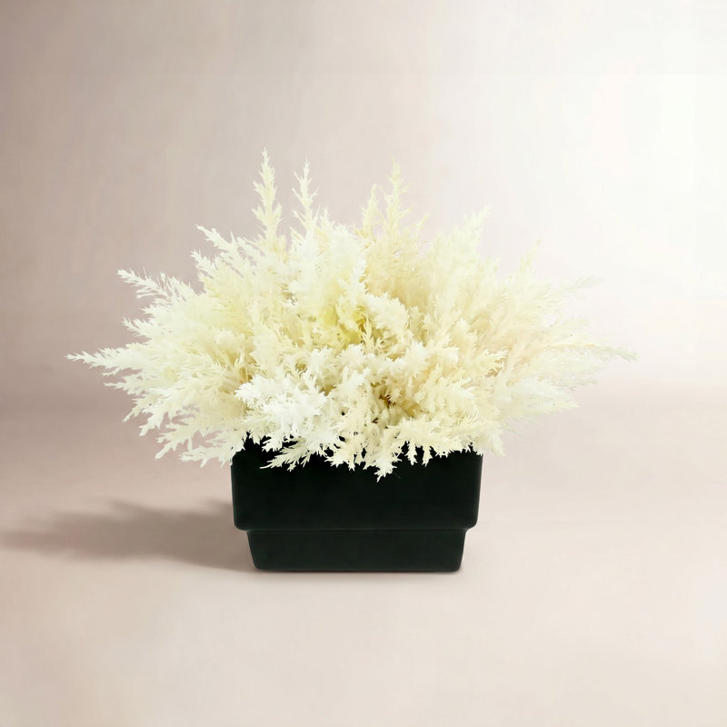 Arrangement floral Pampas dans un vase, H 13 po x l 16 po x P 16 po, Noir / blanc