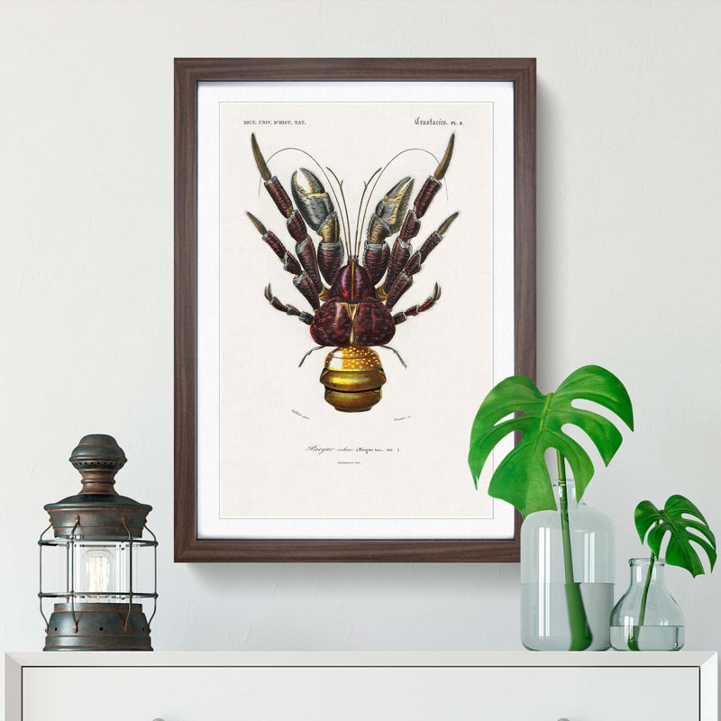 Coconut Crab by Charles D' Orbigny - Picture Frame Painting, Walnut Framed, 65cm H x 48cm W x 2cm D