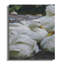Hanrahan Print-2097318648