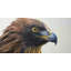 Brown-Headed Eagle Print On Canvas-98694374