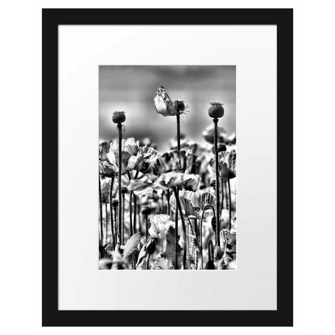 Gerahmtes Poster Blumenwiese Mohnblumen