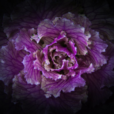 Flowering Cabbage by Brian Carson - Wrapped Canvas Art Prints