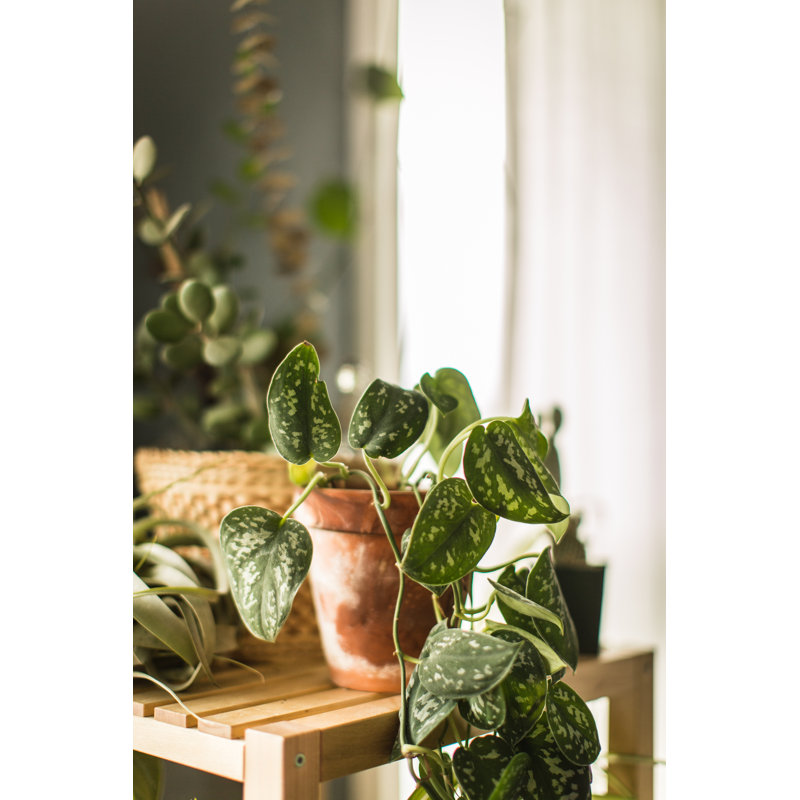 Plante d'intérieur d'intérieur par Timnewman, H 12 po x l 8 po