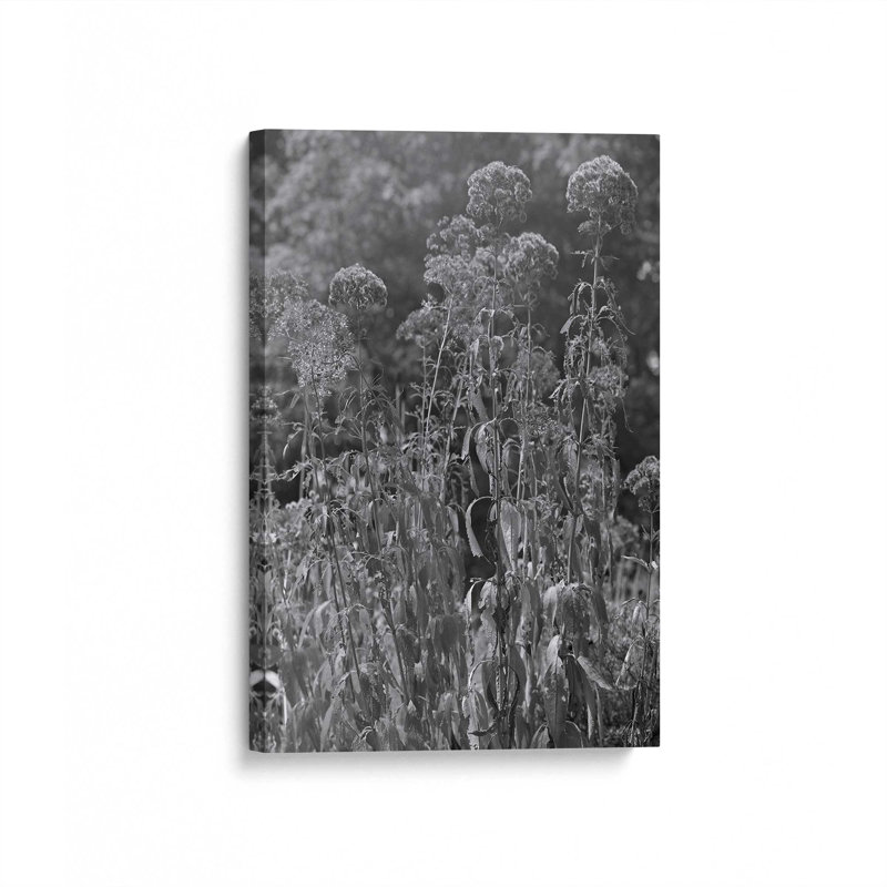 «Joe Pye Weed» par Tony Smith, reproduction d'art sur toile, H 12 po x l 8 po