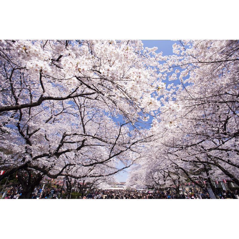 Cerisiers en fleurs dans le parc d'Ueno, H 8 po x l 12 po