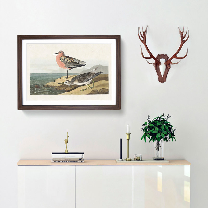 Red-Breasted Sandpiper by John James Audubon - Picture Frame Painting Print, 36cm H x 48cm W x 2cm D, Walnut Framed