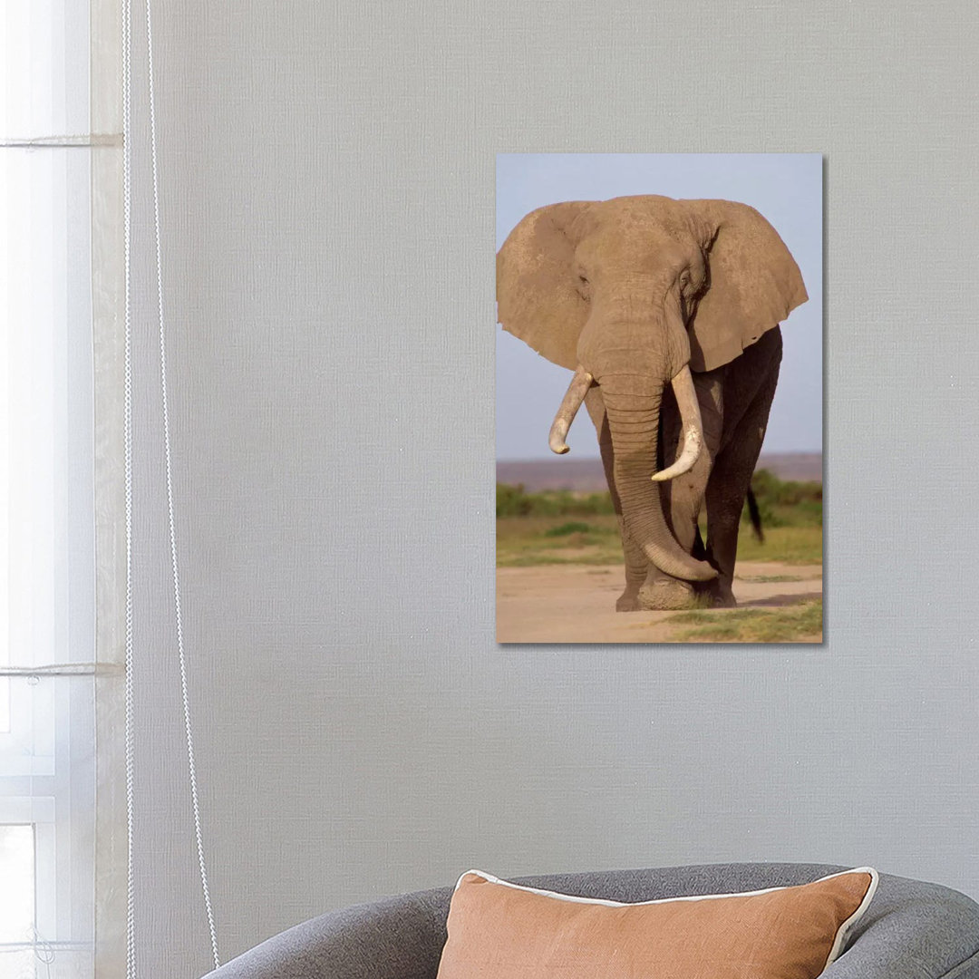 African Elephant Bull, Amboseli National Park, Kenya