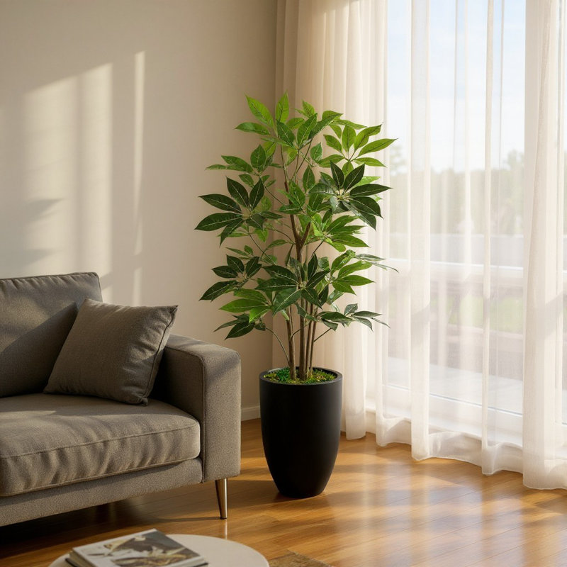 Schefflera Tree in a Round Fiberstone Pot