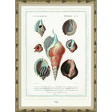 Seashells Giclee Print by Soicher Marin Archives