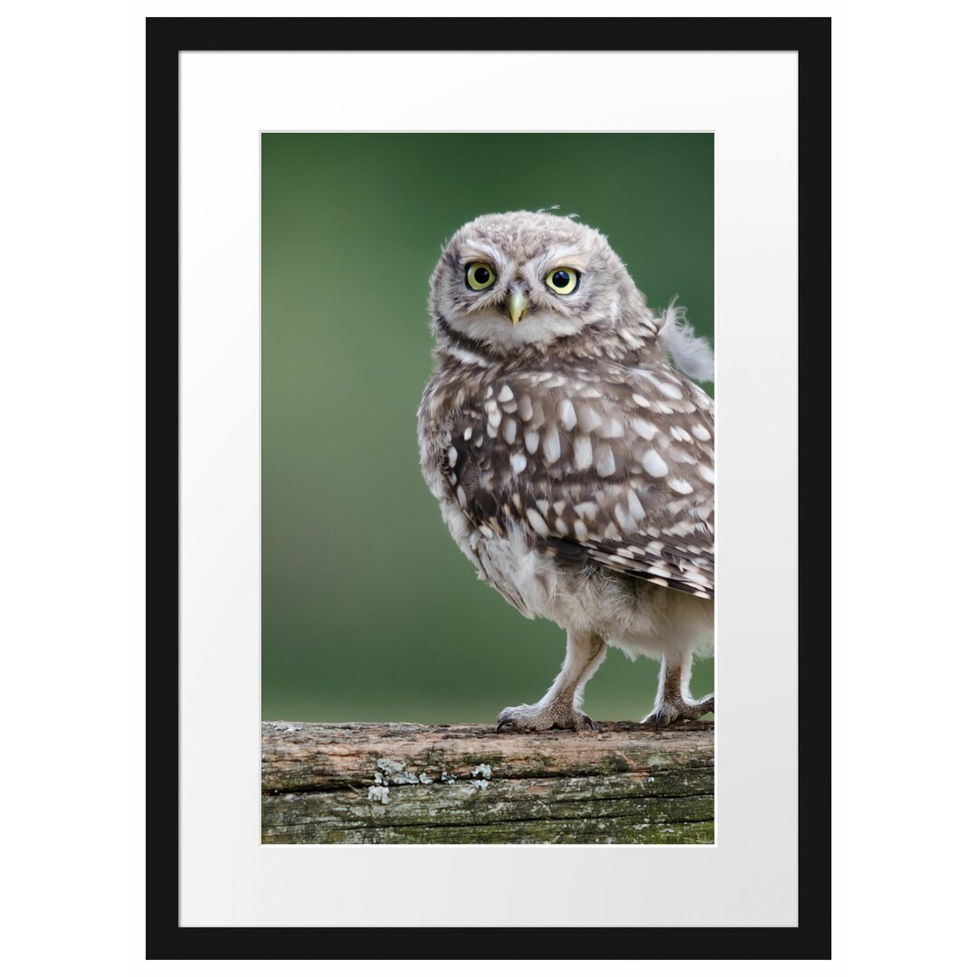 Gerahmtes Poster Kleine Eule auf Baum