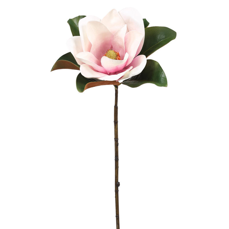 Tige de magnolia
