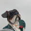 Animals Statue