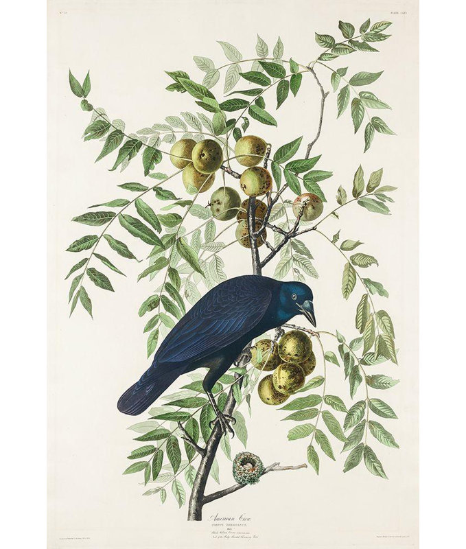 Alcott Hill® Audubon, John James Gallery, art sur toile tendue: Corbeau américain, H 18 po x l 14 po