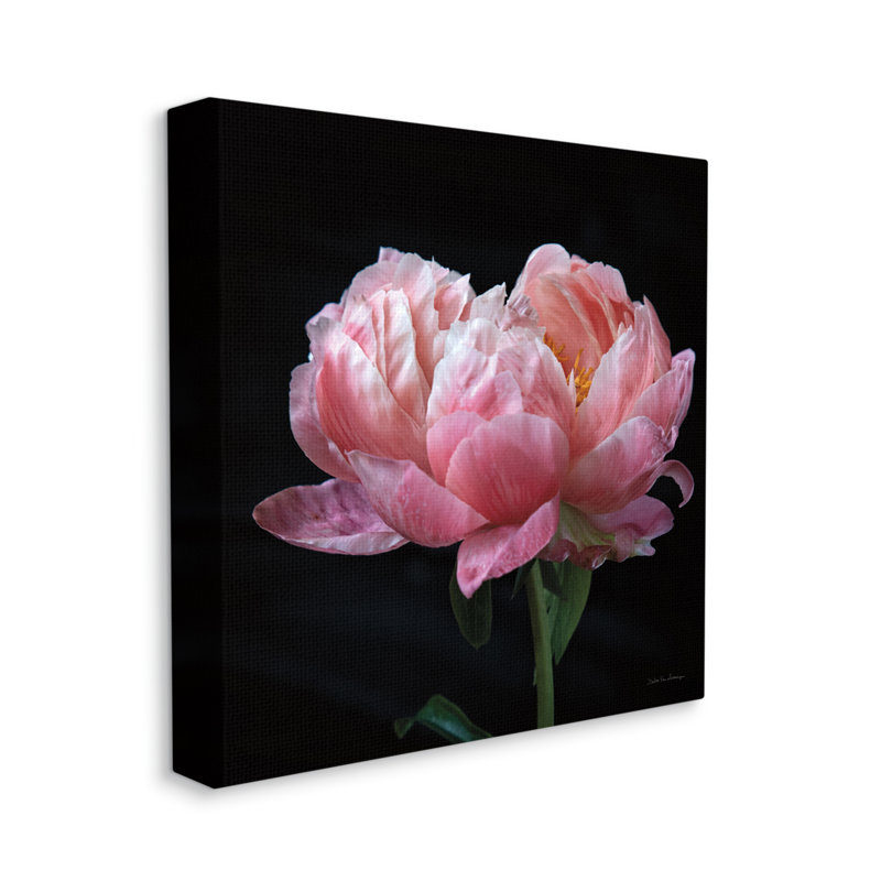 «Blooming Rose On Black on Canvas» par Debra Van Swearingen, reproduction, H 24 po x l 24 po x P 1,5 po