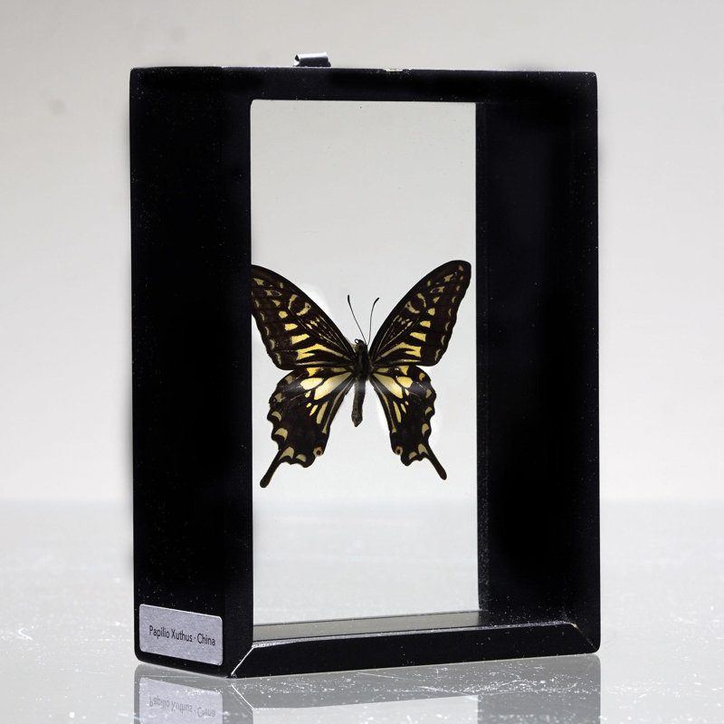 Papilio Xuthus Butterfly in Display Box