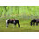 Parmi les trembles de l'été I 2883731