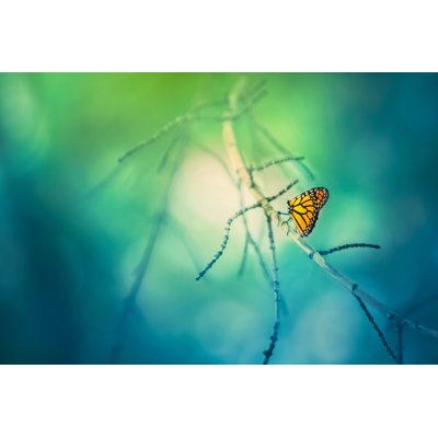 Monarch Butterfly by Debibishop - Wrapped Canvas Print