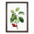 Walnut Framed