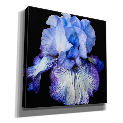 «Ooh Iris» par Pamela Plummer, art mural sur toile