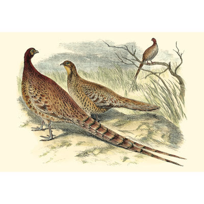 Pheasant Varieties VI 1 Piece Wrapped Canvas Painting