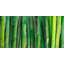 Green bamboo - 24"x48" Framed canvas