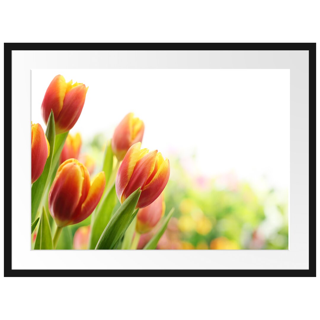 Gerahmtes Poster Bunte Tulpenwiese