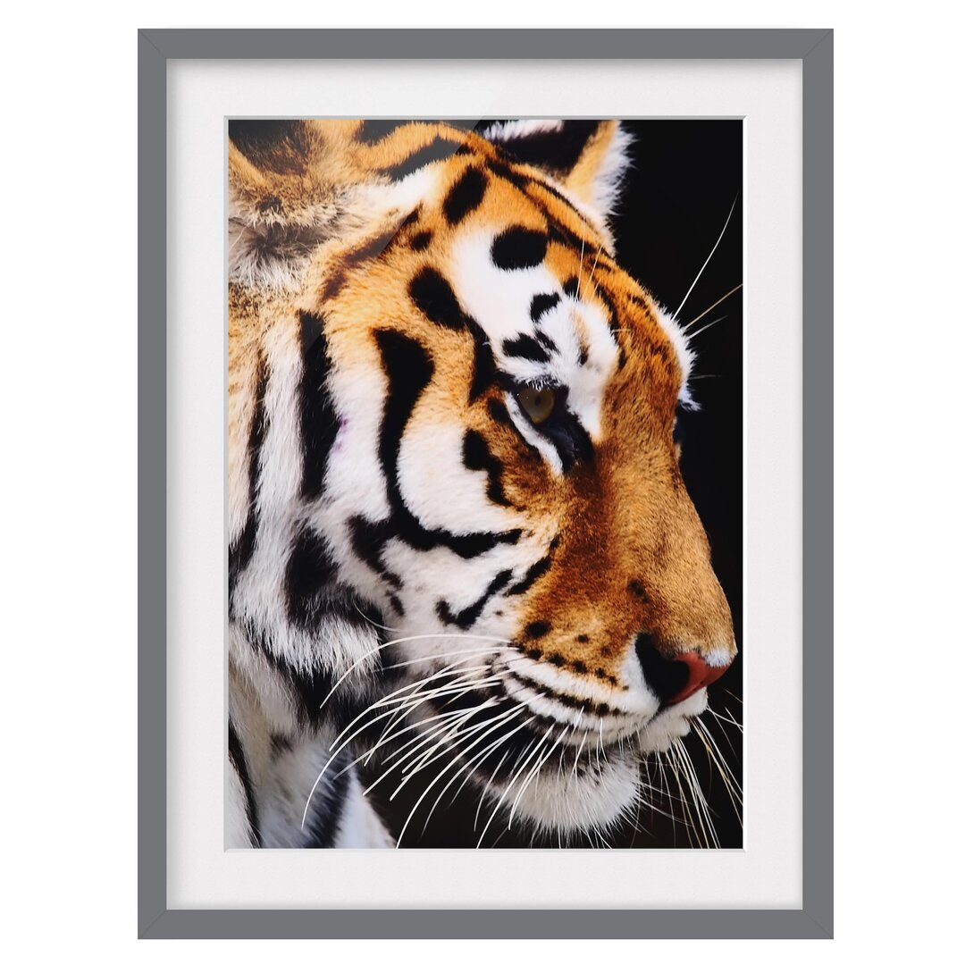 Gerahmtes Poster Tiger Beauty