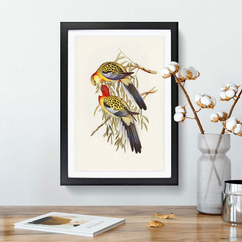 Splendid Parakeets by Elizabeth Gould - Picture Frame Painting Print, Black Framed, 48cm H x 36cm W x 2cm D