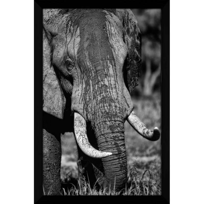 «Golden Eyes», reproduction de photo, H 49,5 po x l 33,5 po x P 1 po, Cadre espresso