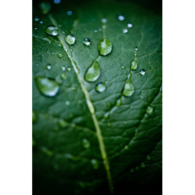Leaf And Dew by MmeEmil - No Frame Print on Canvas