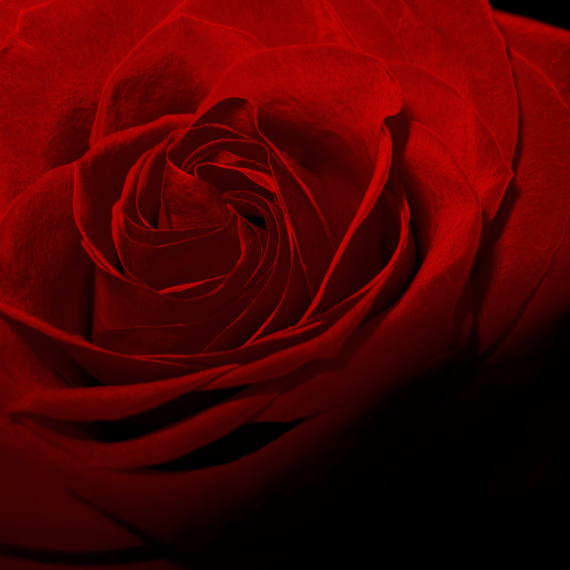 Red Rose Flower by Silmairel - Wrapped Canvas Print, 30cm H x 30cm W