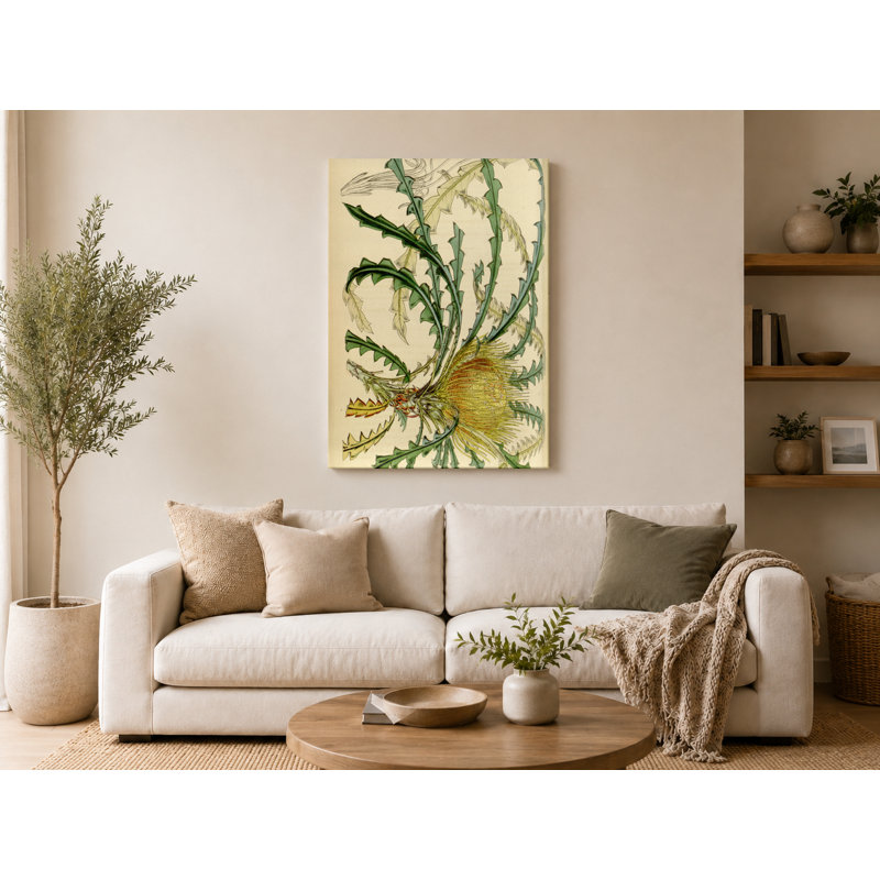Curtis's Botanical Magazine - Plate 4633 - Dryandra nilis - Art mural sur toile, 14" W x 11" H