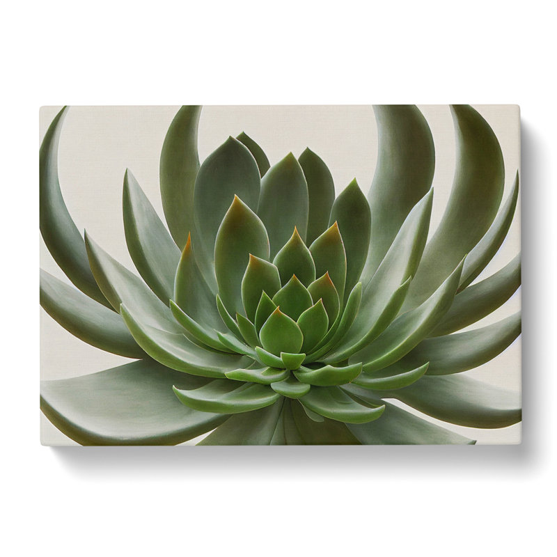 Luscious Succulent Plant - Wrapped Canvas, 35cm H x 50cm W x 3cm D