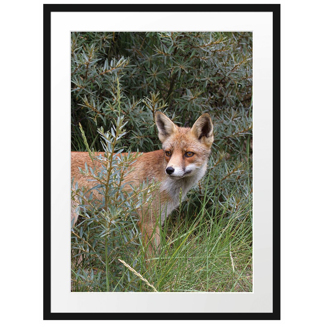 Gerahmtes Poster Fuchs im Wildstrauch