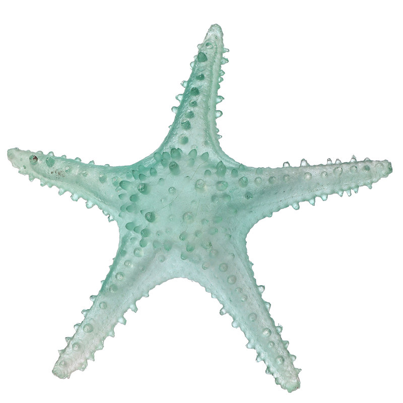 Étoile de mer en résine transparente 10 po