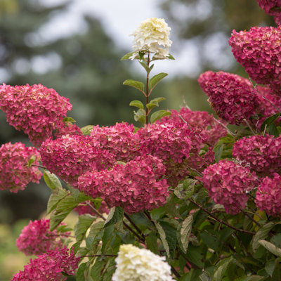 1 gal. Hydrangea Berry 