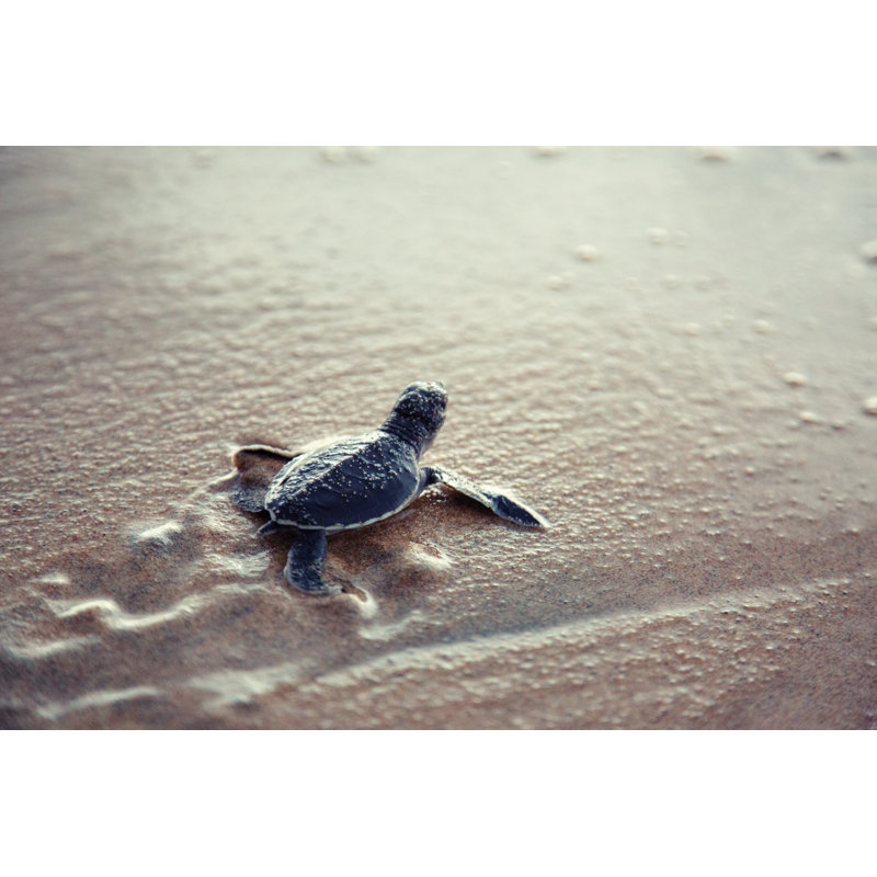 New Born Sea Turtle by Andrey Danilovich - No Frame Print on Canvas, 30cm H x 46cm W