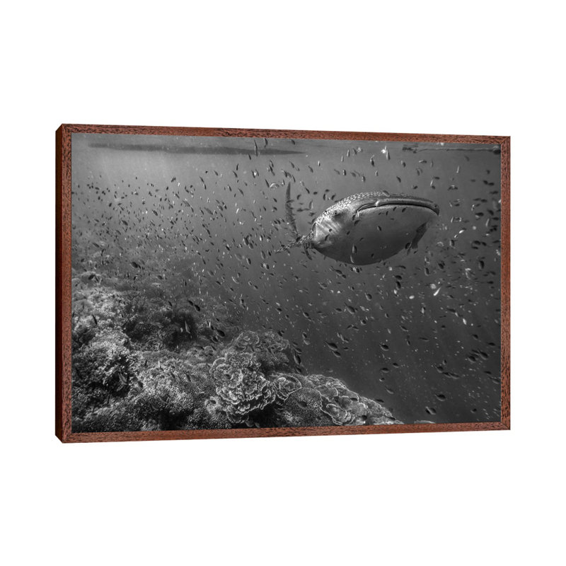 Whale Shark And Reef Fish, Philippines by Tim Fitzharris - Gallery-Wrapped Canvas Giclée on Canvas, 101.6 cm H x 66.04 cm W
