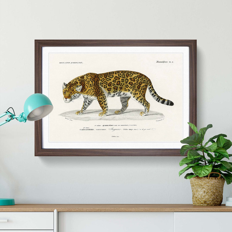 Jaguar by Charles dOrbigny - Framed Print, Walnut Framed, 27cm H x 36cm W x 2cm D