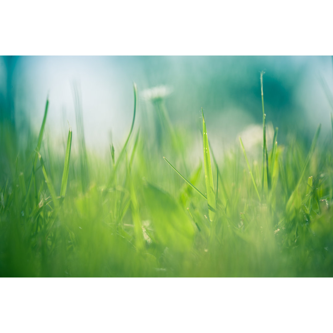 Green Grass von Jeja - Kunstdrucke auf Leinwand ohne Rahmen