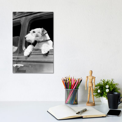 Profile Portrait of Wire Fox Terrier Dog Looking Out of Automobile Window 1 Piece Wrapped Canvas Wall Art