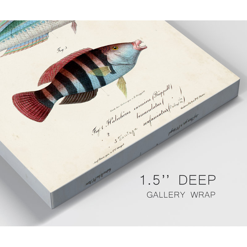 Antique Fish Trio III - impression sur toile tendue, H 20 po x l 16 po x P 1 po