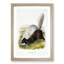 Texan Skunk by J.W. Audubon - Framed Print-55729602-55729603